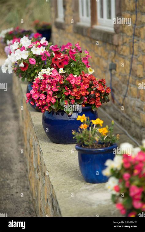 Fibrous Begonias Hi Res Stock Photography And Images Alamy