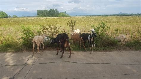 Malaki Na Ang Lugi Pag Aalaga Ng Kambing Itutuloy Parin Ba O Ititigil