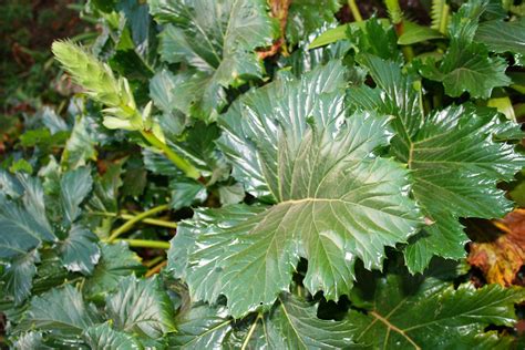 wild rhubarb plant  stock photo public domain pictures