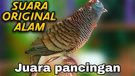 Suara Burung Perkutut Lokal Alam Gacor Juara Pancingan Harian Cepat