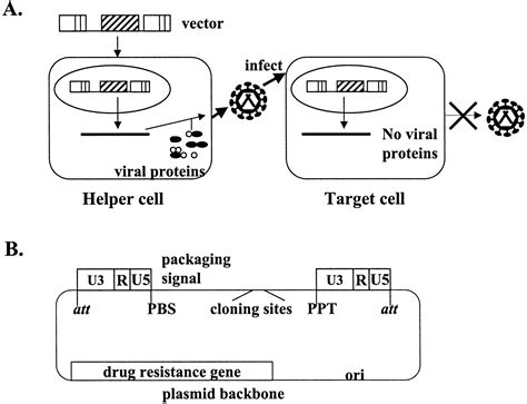 Design Of Retroviral Vectors And Helper Cells For Gene Therapy