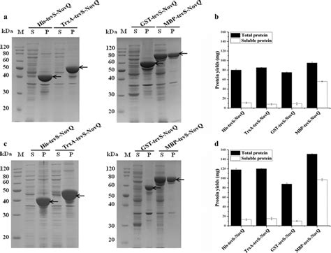 Expression Of The Recombinant Proteins In E Coli BL21 DE3 And E Coli