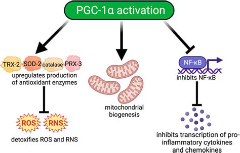 Frontiers Pgc 1α Activity And Mitochondrial Dysfunction In Preterm