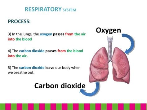 Unit 4 Respiratory System