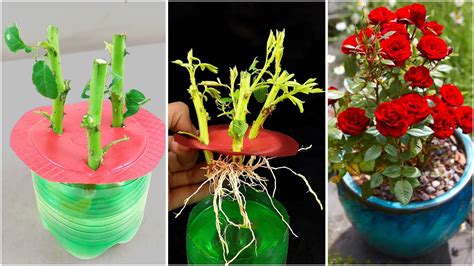 Grow Rose Plants From Cuttings In Water How To Grow Rose Plant From