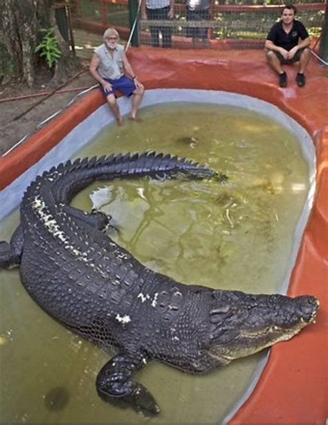 Cassius the 100 year old crocodile : r/pics