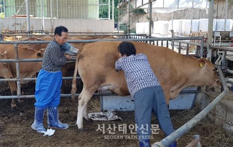 태안군 고품질 한우 ‘수정란 이식사업 적극 나서 서산태안신문