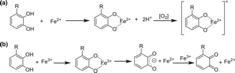 Mechanism of metal chelation of phenolic antioxidants. (a) Coordination ...