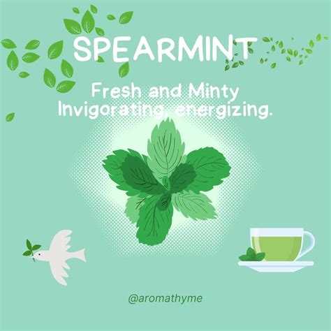 Spearmint Organic Essential Oil Aroma Thyme Aromatherapy