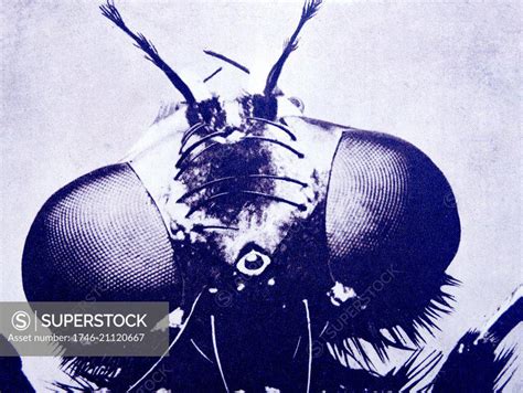 Magnified Head Of House Fly Showing Antennae And Large Compound Eyes