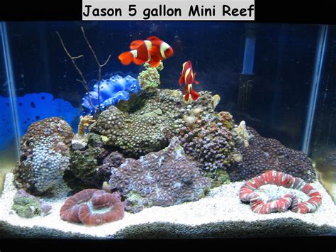 Gallon Mini Reef Tank Shots Nano Reef Community