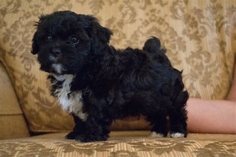 Shih-Poo puppies for sale. Mum Shih-Tzu, Dad black long-haired Miniature Poodle | in Penylan ...