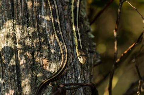 Premium Photo The Common Garter Snake Thamnophis Sirtalis