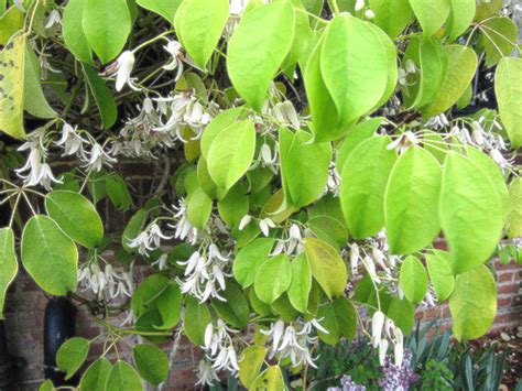 Plantes grimpantes pour murs et façades lesquelles choisir Blog