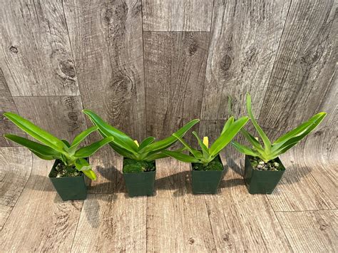 Paphiopedilum Sanders Pride Sanderianum X Stonel 35” Pot