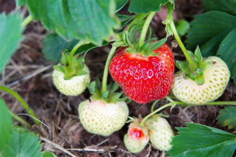 Strawberry Plant Stages - From Seed To Harvest (w/Pictures) - Geeky Greenhouse