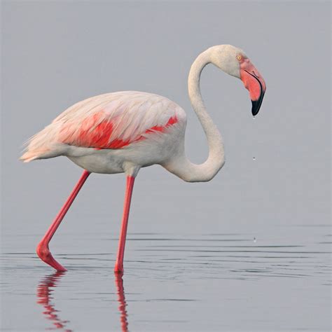 Greater Flamingo | The Parody Wiki | FANDOM powered by Wikia