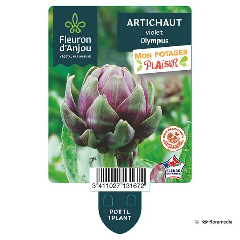 Artichaut Violet Olympus Fleuron D Anjou