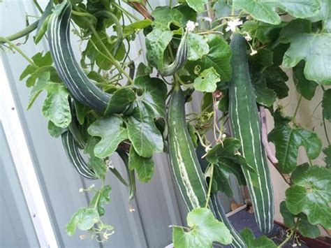 Snake Gourd Chinese Cucumber Potlakaaya Pudalankaai Padavalanga