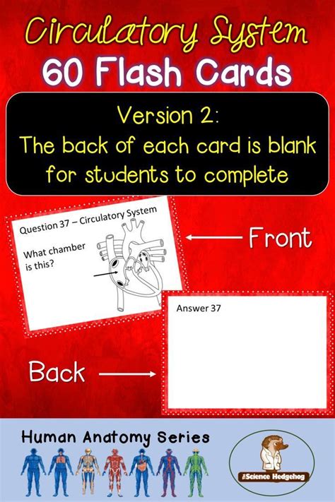 Circulatory System Flash Cards Flashcards Science Lessons High