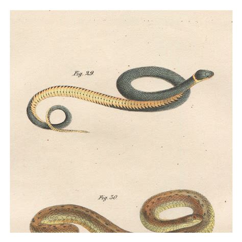 Snakes, Original Antique Print, Hand Painted, 1842; Ring-necked Snake ...