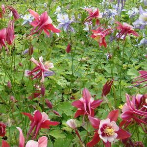 Саженцы многолетних цветов - купить рассаду травянистых многолетников