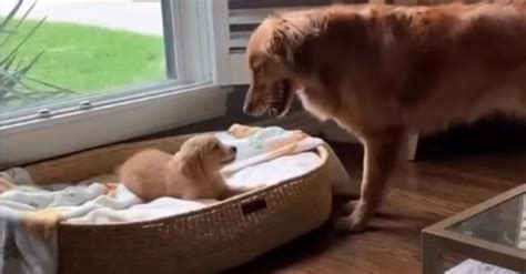 L arrivée d un chiot change l état d esprit d une Golden Retriever et