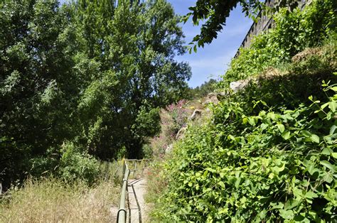 Fotos gratis árbol naturaleza bosque planta sendero campo