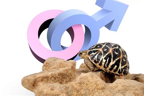 Comment Identifier Le Sexe D Une Tortue Terrestre