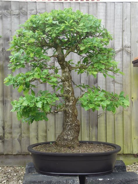 Columnar English Oak Quercus Robur Fastigiata Bonsai Tree Seeds Acorns