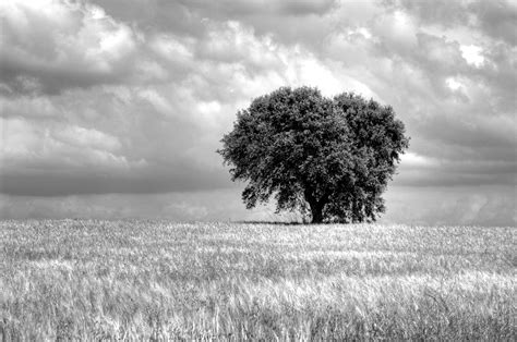 Free Images Landscape Tree Nature Horizon Cloud Black And White Sky Field Meadow