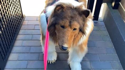 Watch Man Dresses Up In Realistic Dog Costume Gets Taken For A Walk