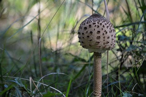 Fotogalerie Bedly Jak Poznat A Upravit K J Dlu Obl Ben Houby