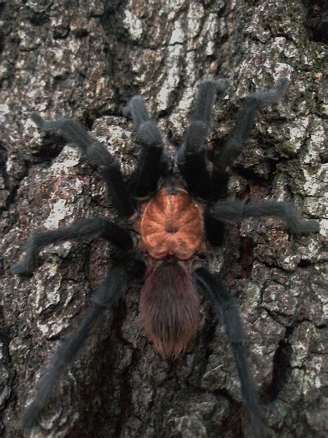 Arkansas Chocolate Tarantulas Rspiders