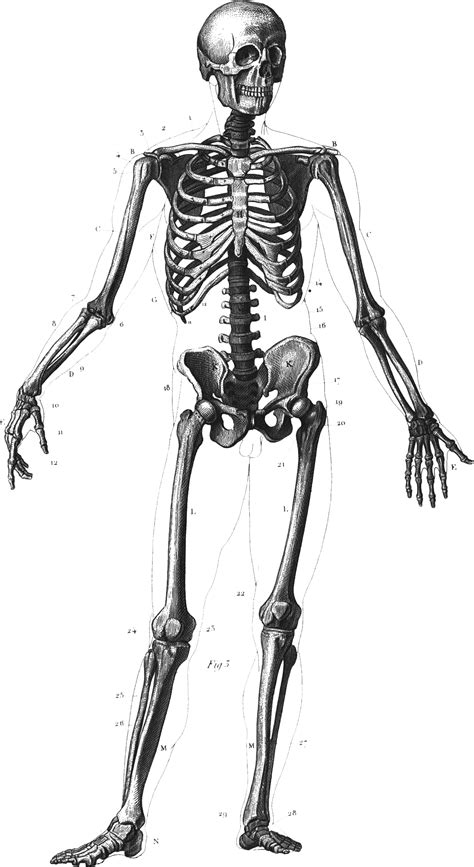 skeleton - Darkwood Brew