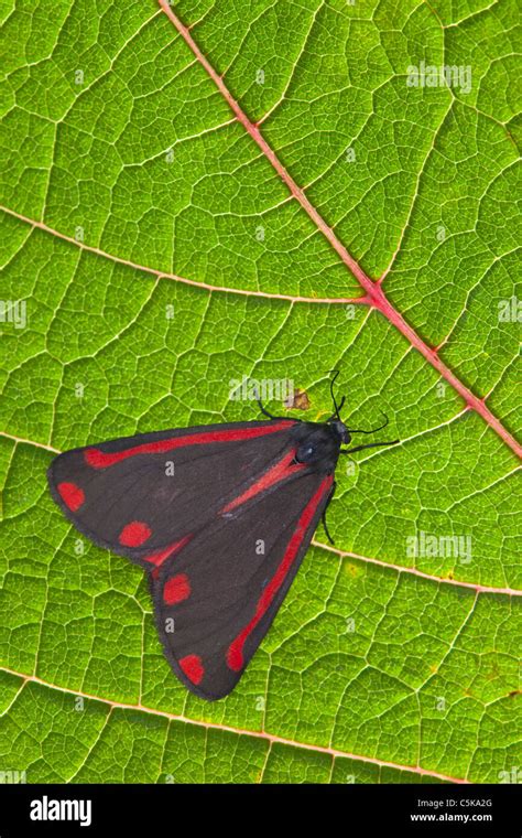 Cinnabar Moth Hi Res Stock Photography And Images Alamy