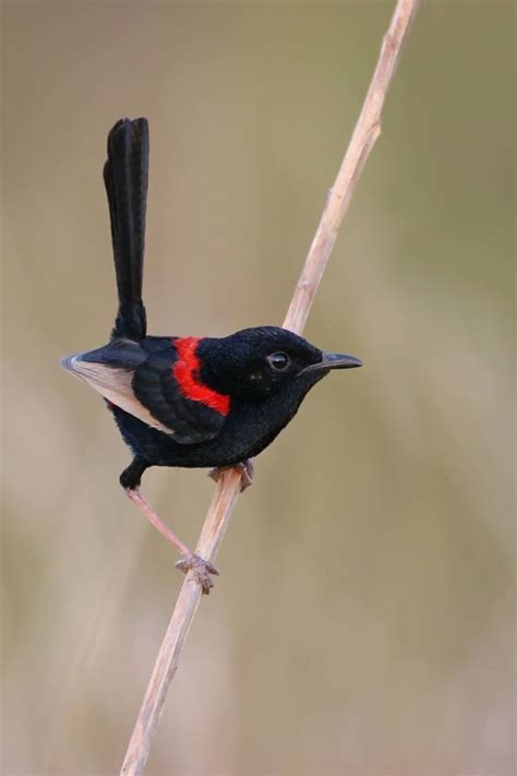 Red Backed Fairy Wren Pretty Birds Cute Birds Beautiful Birds