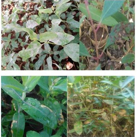 Powdery Mildew And Leaf Spot Symptoms Observed On Seedlings Of Download Scientific Diagram