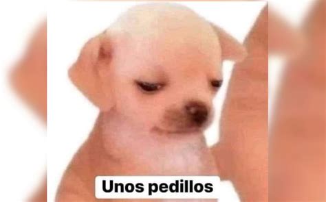 Unos Pedillos El Meme Del Perrito Que Causa Furor En Internet Grupo