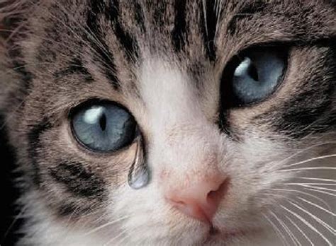 Создать мем "кот глаза, плачущий котенок, грустный котик" - Картинки ...