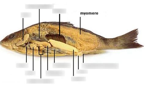 Perch (1) Diagram | Quizlet