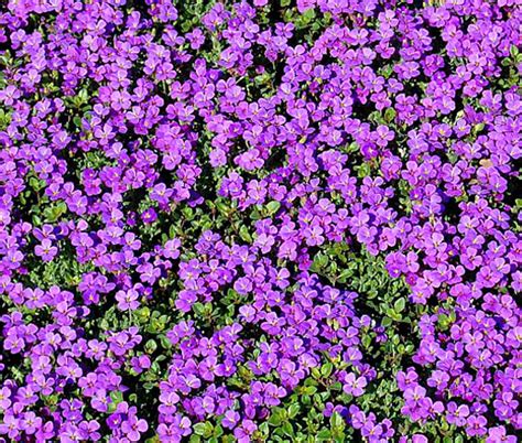 Rock Cress Purple Aubrieta Deltoidea Seeds