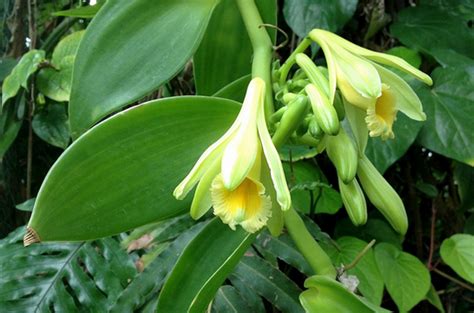 Kultur Jaringan Vanili Vanilla Planifolia Andrews Dengan Modifikasi