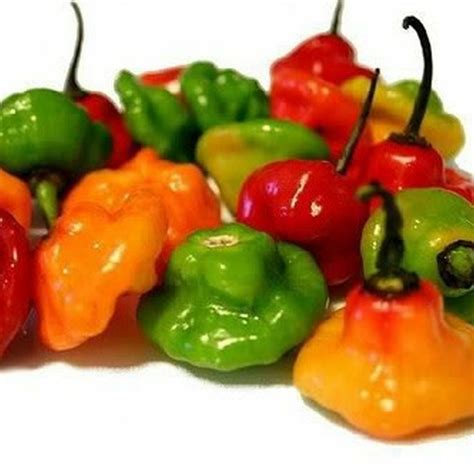 Ajicito Aji Dulce Aji Gustoso Cachucha Puerto Rican Sweet Pepper 50