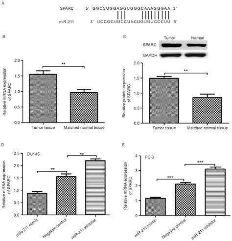 Mir 211 Regulation Of Sparc Expression A A Computational Algorithm Download Scientific