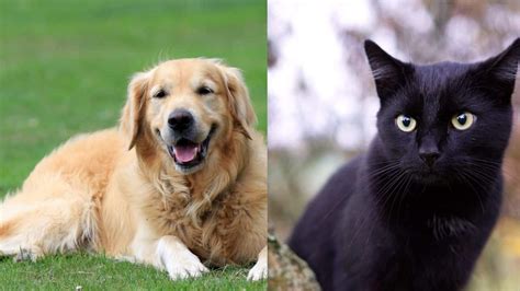 How To Take The Golden Retriever Or Black Cat Uquiz Test Quiz Online Link And What Is It The