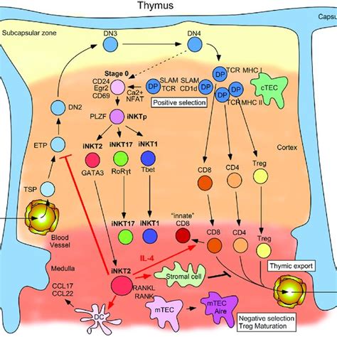 Schematic Describing Invariant Natural Killer T Inkt Cell