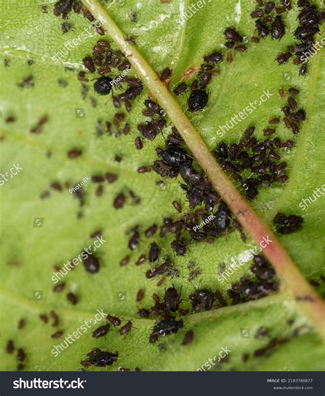 693 Cherry aphids Images, Stock Photos & Vectors | Shutterstock