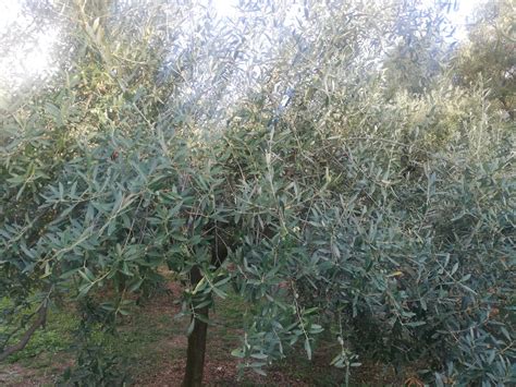 Sustainolive Risposta Agli Stress Ambientali In Coltivazioni Di Olivo