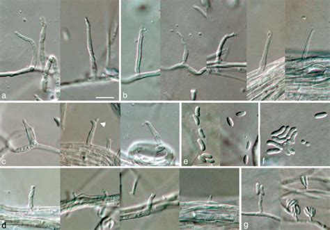 Phaeoacremonium Pallidum A−e Aerial Structures On Mea A